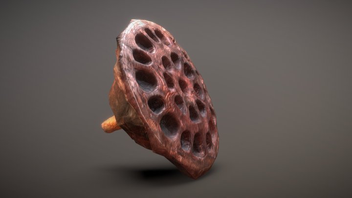 Quick Lotus Seed Pod Asset 3D Model