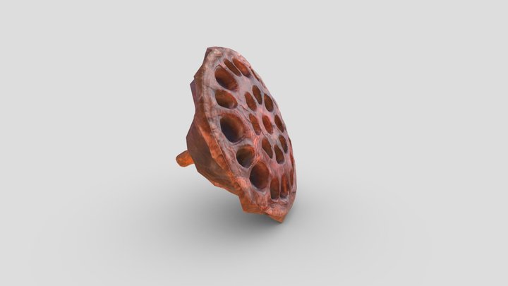 Quick Lotus Seed Pod Asset 3D Model