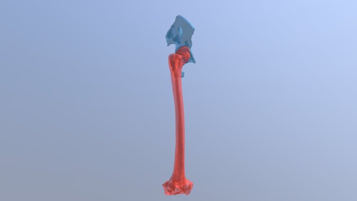 femur_hip 3D Model