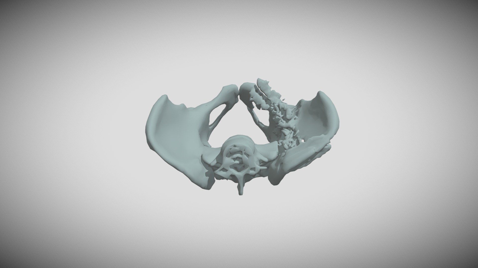 REMODELING PELVIS - Download Free 3D Model By Mhight [fb01897] - Sketchfab