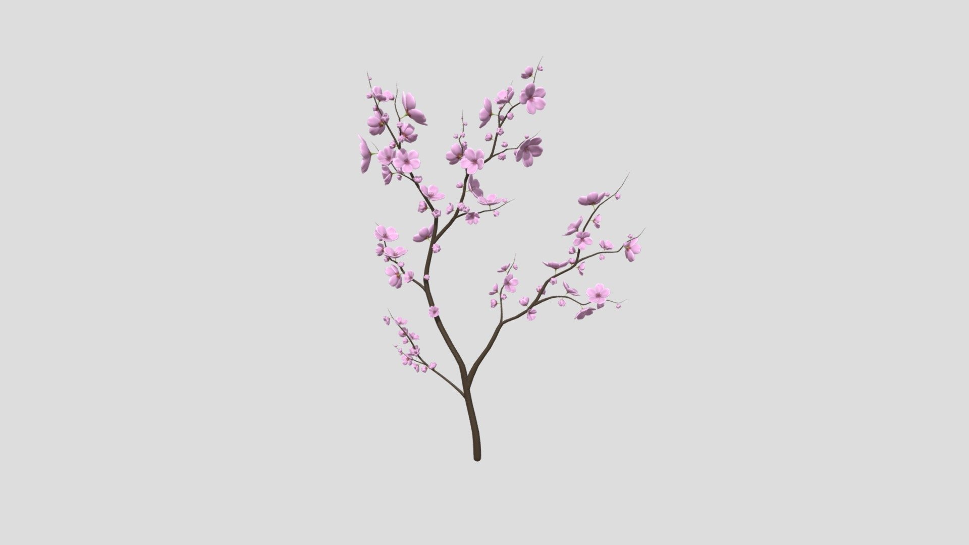 Cherry Blossom - Buy Royalty Free 3D model by Ed+ (@EDplus) [fb02948 ...