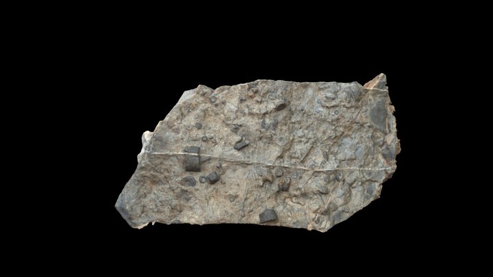 Кусок скалы с ископаемыми окаменелостями 3D Model