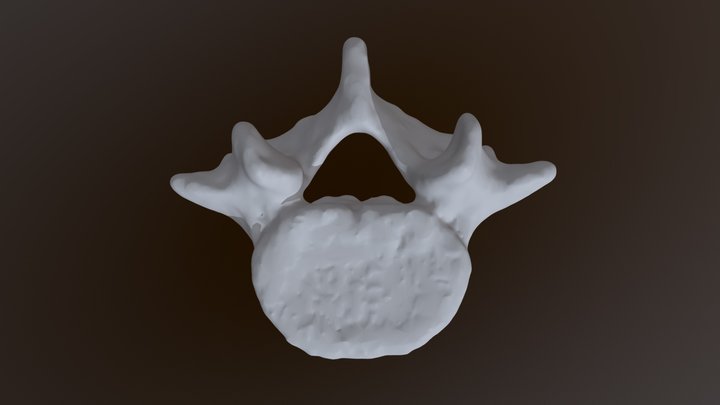 Human vertebra - L5 - female 3D Model