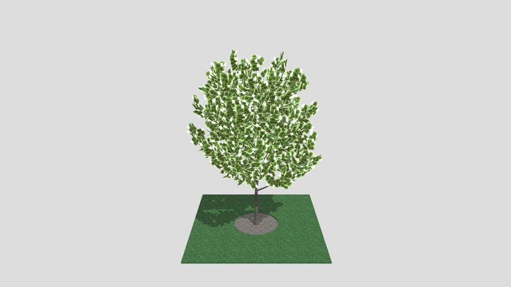 maple_tree