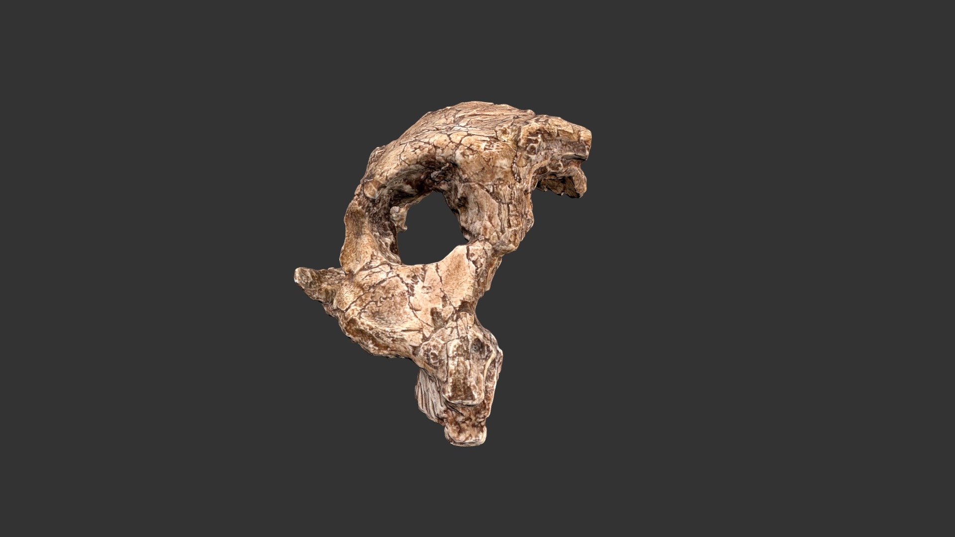 Australopithecus boisei (2501.1rp46)