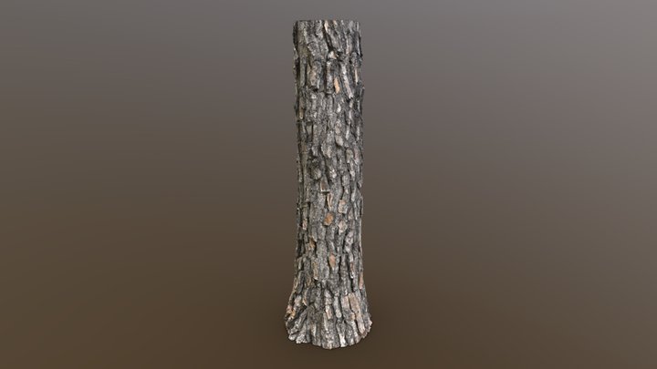 Loblolly Pine Trunk 3D Model