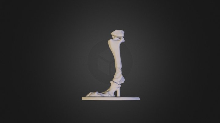 3D Scan Dino Foot 3D Model