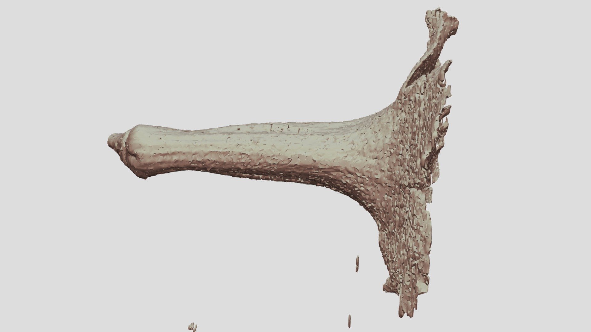 Sinningia concinna corolla