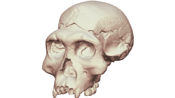 Dmanisi 3 Skull D2700 3D Model