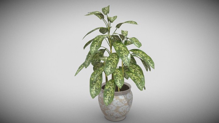 Plant- Dieffenbachia - Verigated A 3D Model