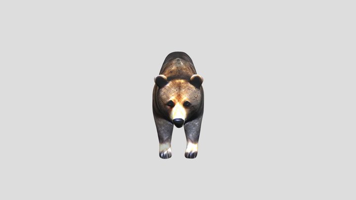 Grizzly Bear 3D Model