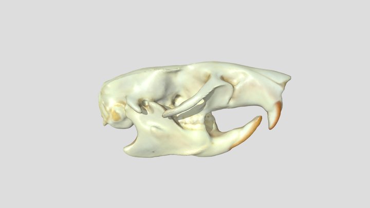 Rat Skull 3D Model
