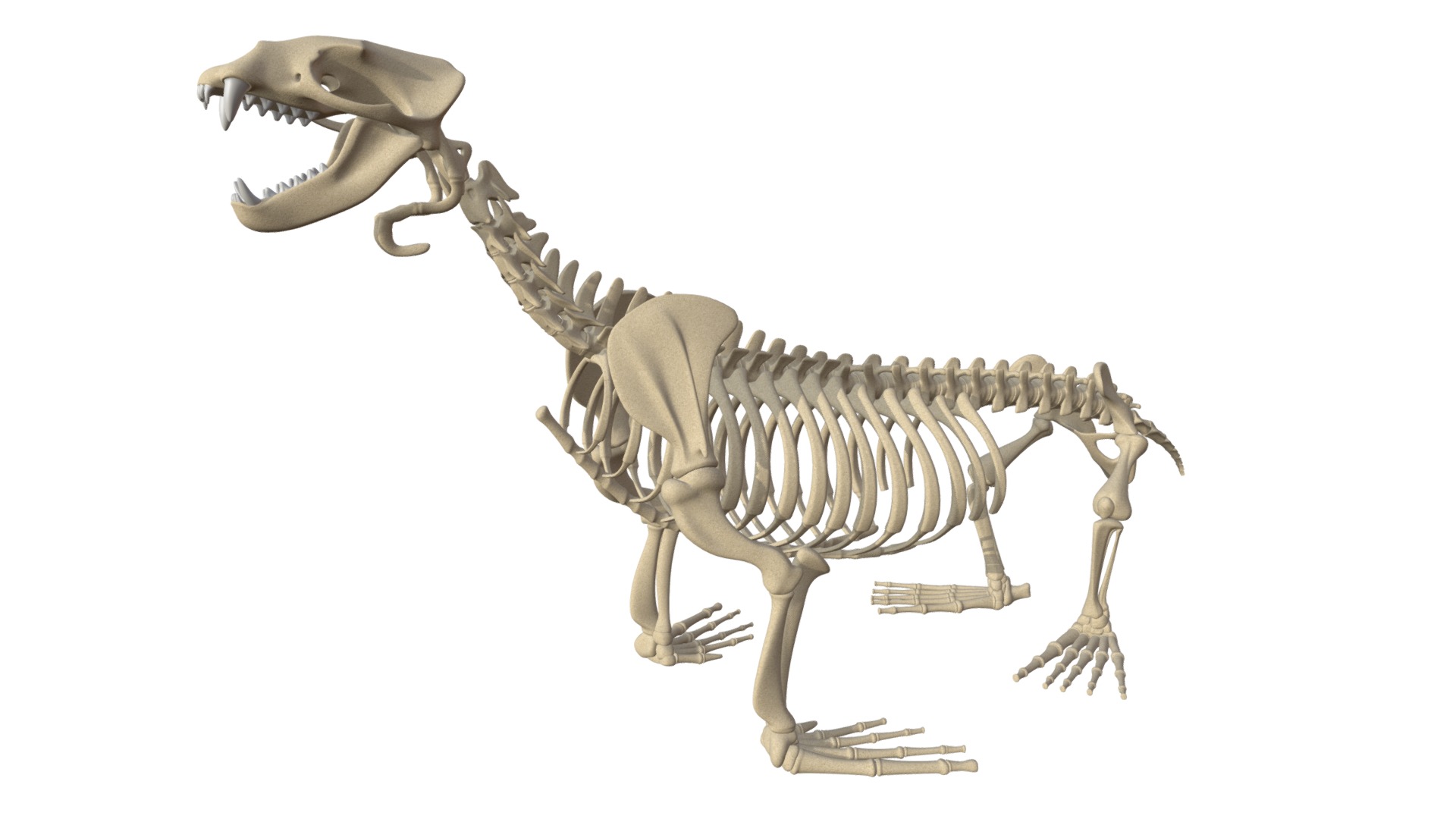 3D model Sea Lion Skeleton - This is a 3D model of the Sea Lion Skeleton. The 3D model is about a skeleton of a dinosaur.