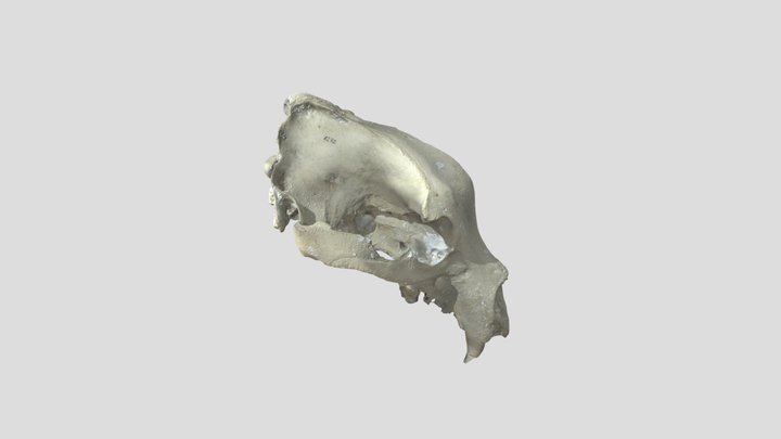 Ursus_arctos(mars)_U_CZ.PNALM.1232_laser 3D Model