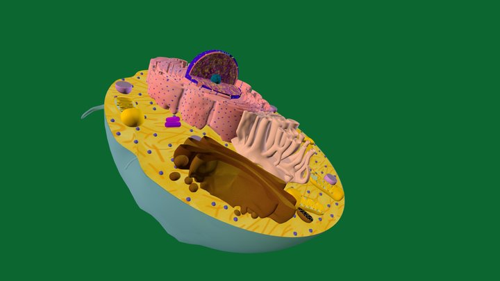EVE3D Célula Eucariota Animal 3D Model