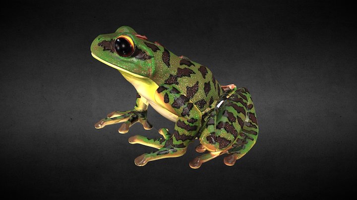 Anatomy Frog 3D Model