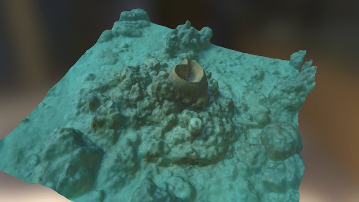 Barrel Sponge B 3D Model