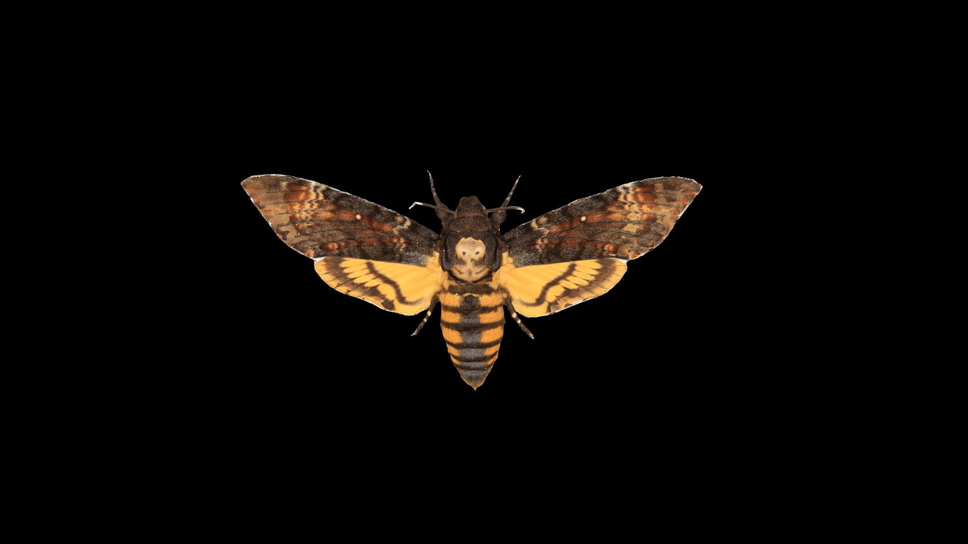 Smrtoglavec Acherontia atropos