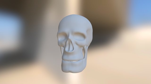 Skull Anatomical Study 3D Model