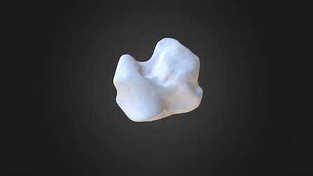 1310002 Fourth Carpal Left 3D Model