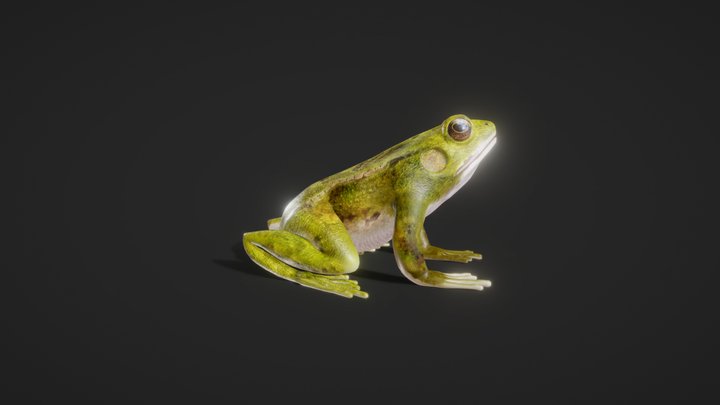 Frog Anatomy1 3D Model