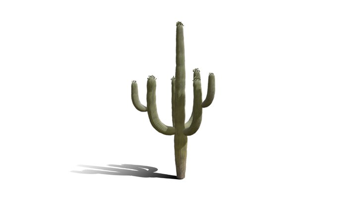 Realistic HD Saguaro cactus (15/30) 3D Model