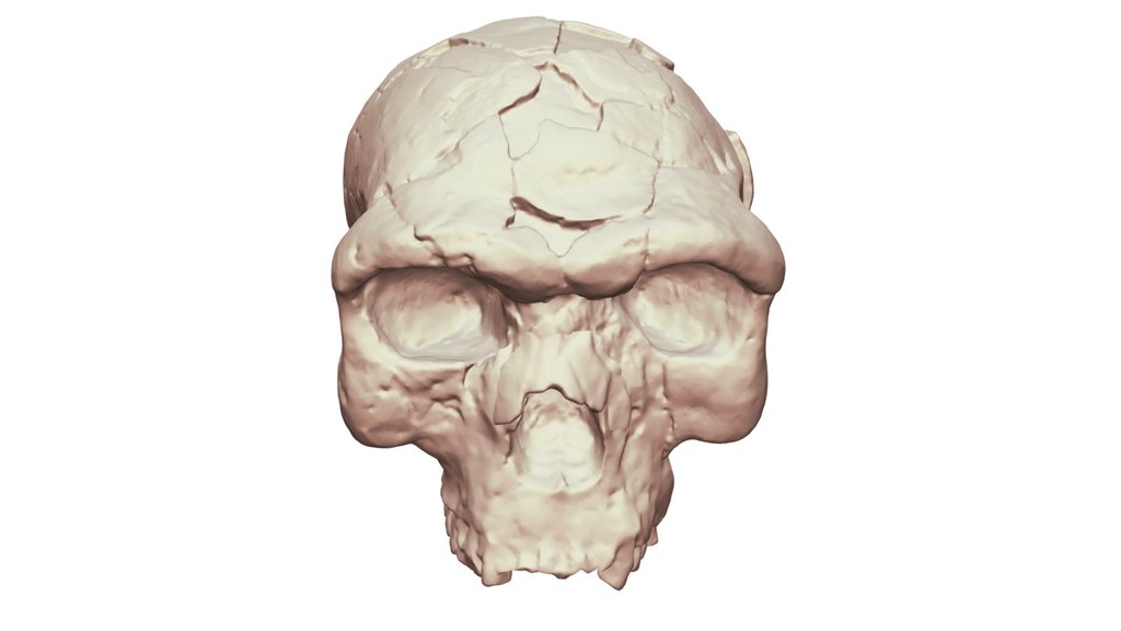 Herto BOU-VP-16/1 Homo Sapiens Idaltu