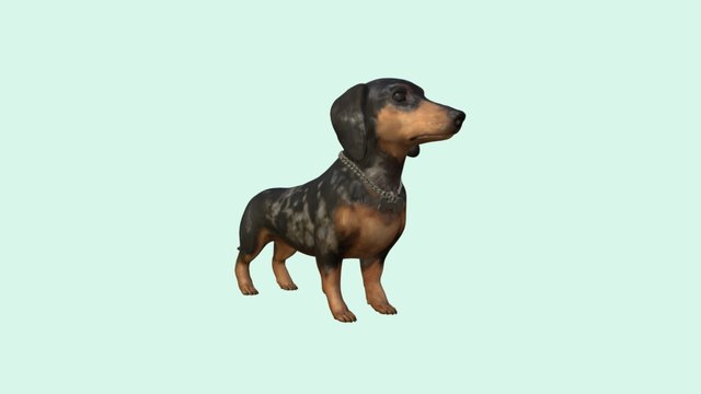 Dachshund 3D Model