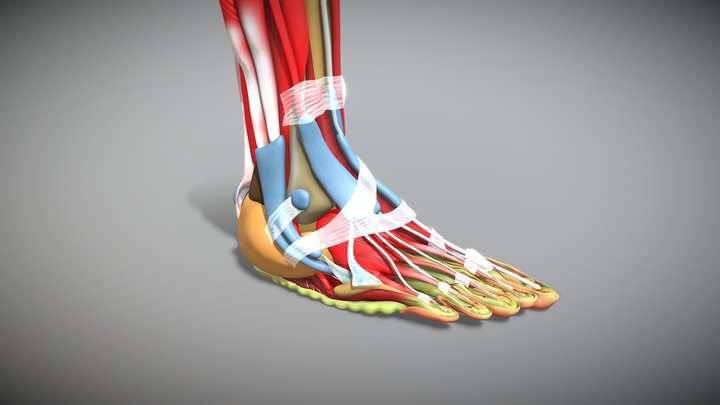 Human Foot Anatomy 3D Model
