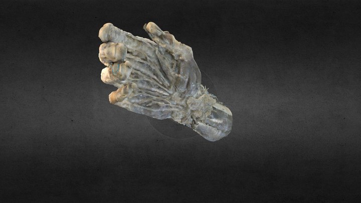 Mano y antebrazo/ hand & forearm 3D Model