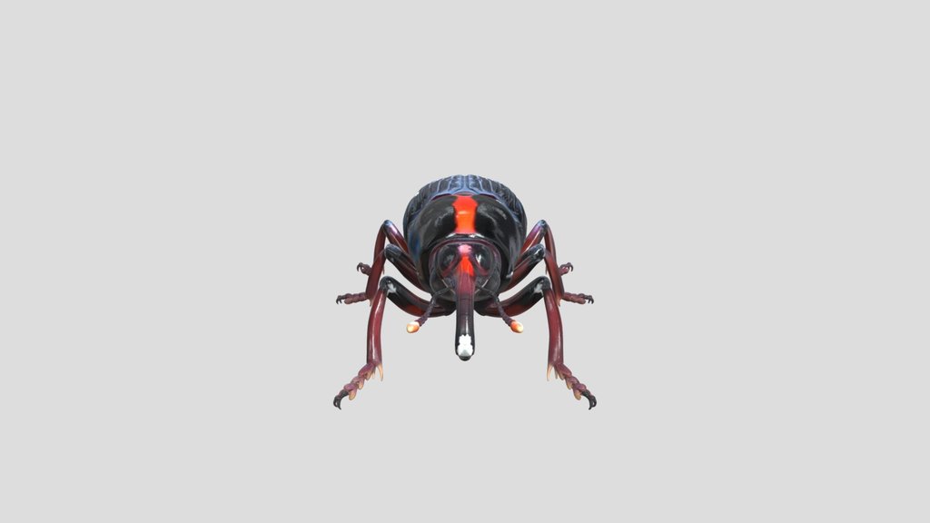 morrut roig  (Rhynchophorus ferrugineus)