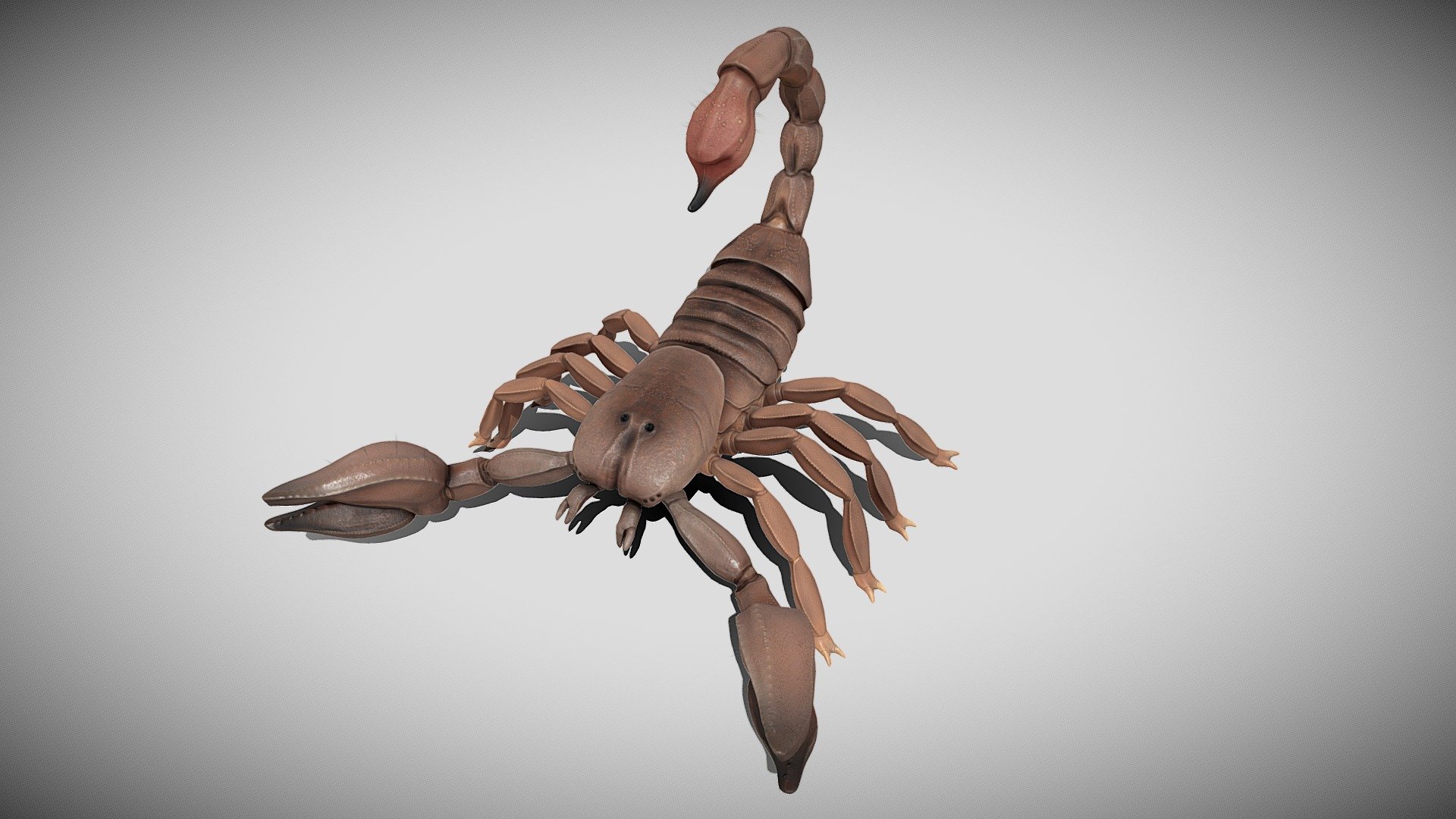 3d scorpion model