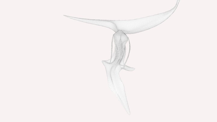 el ser 3D Model