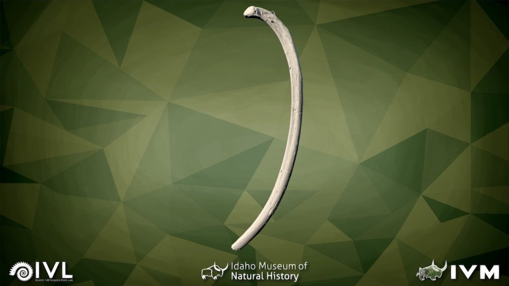IMNH-47001-1710-Left Rib-12
