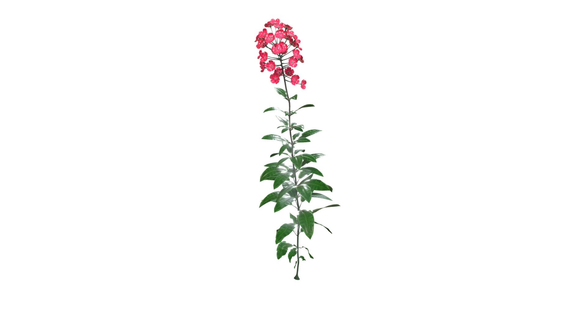 PHLOX PANICULATA Starfire - Download Free 3D model by Kitamago ...