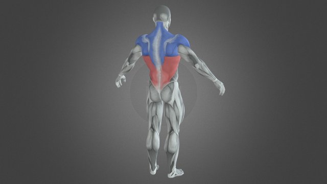 Male Bodybuilder Muscle Involved 3D Model