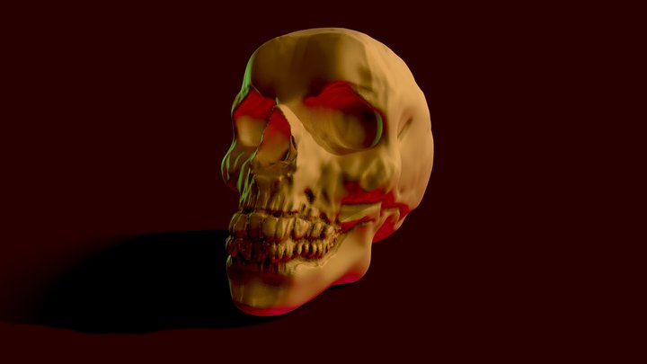 Skull 3D Model