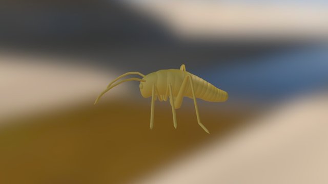 Cave Cricket 3D Model