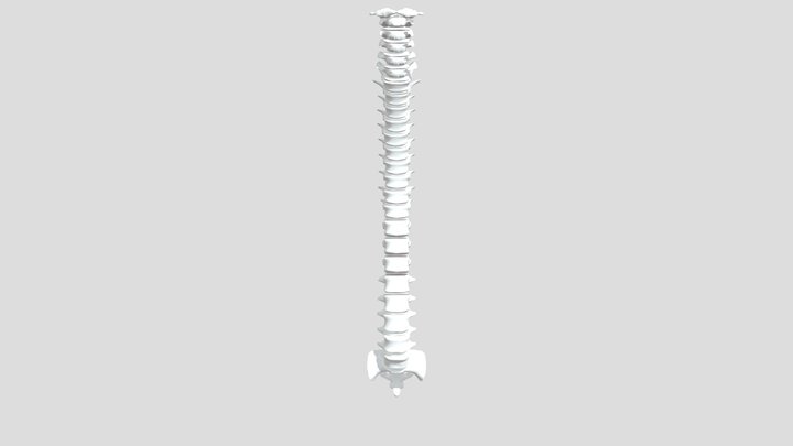 Columna_vertebral 3D Model
