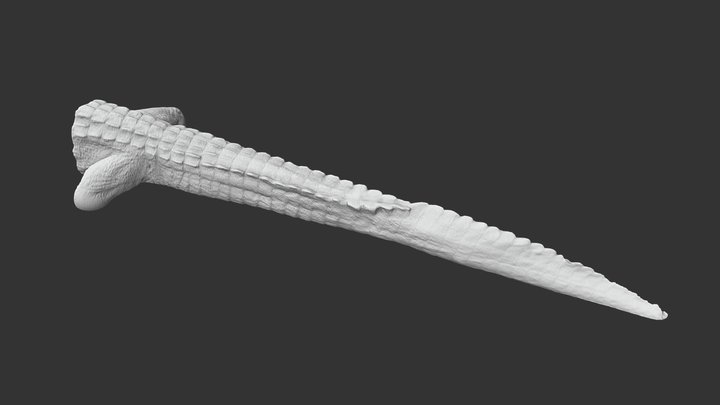Alligator Tail 3D Model