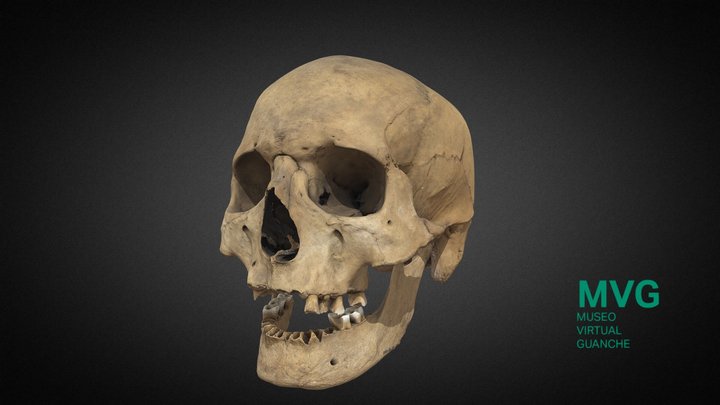MVG-016. Cráneo 3D Model