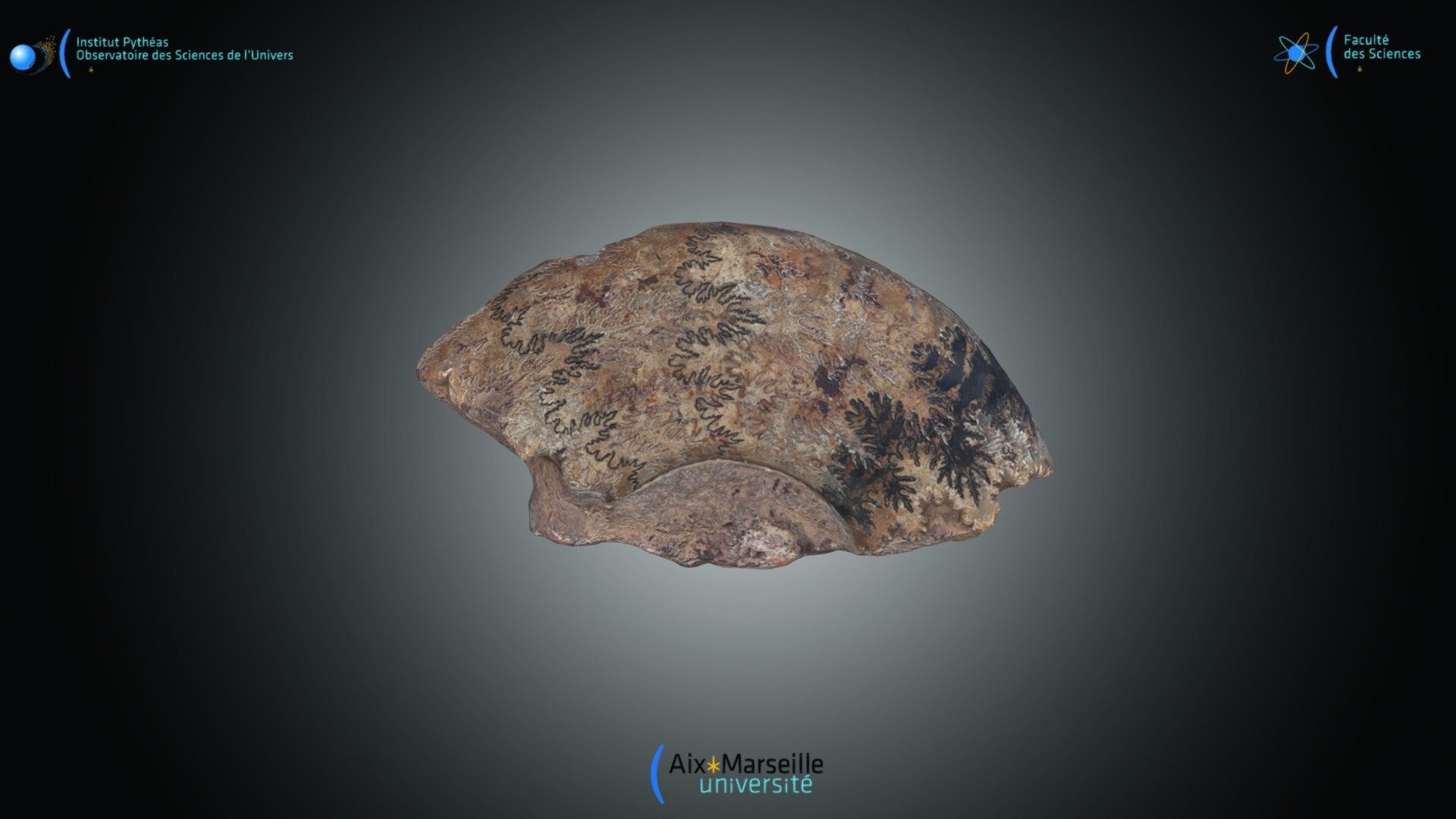 Moule interne d'ammonite