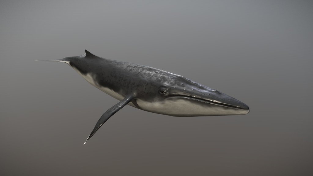 Fin Whale - 3d Model By Johann Woelper (@woelper) [fb69578] - Sketchfab