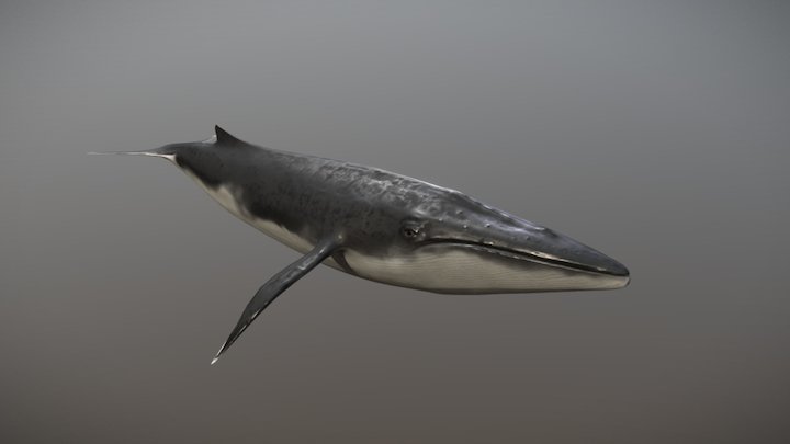 Fin Whale 3D Model