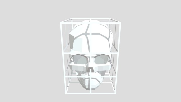 Scull Proportions Box 3D Model