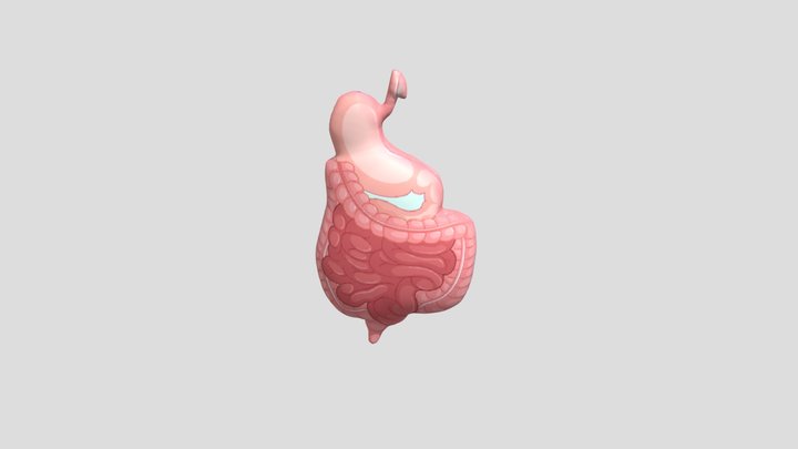 Pencernaan 3D Model