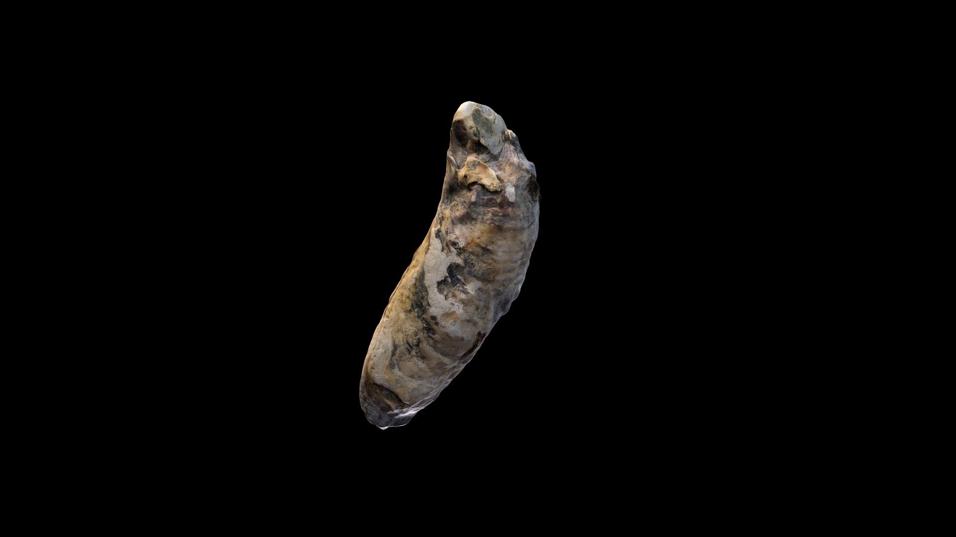 Seashell
