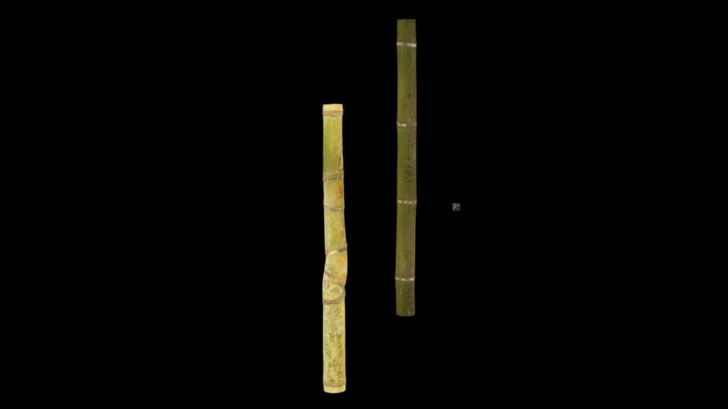 CC0 ホテイチク Golden Bamboo, Phyllostachys aurea