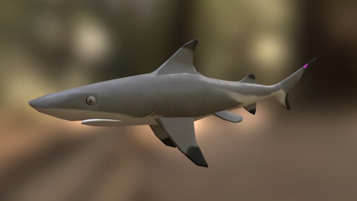 Reef Shark 3D Model