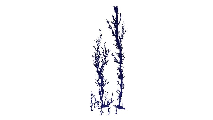 Dissolution induced wormholes in gypsum 3D Model